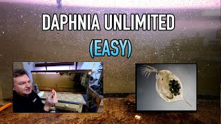 How I Raise Daphnia Water Fleas And You Can Too [upl. by Ahsok]