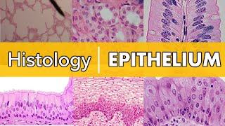 Histology  Epithelium [upl. by Nosneh]