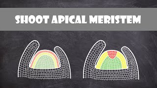 Shoot Apical Meristem Structure  Plant Biology [upl. by Adliwa]