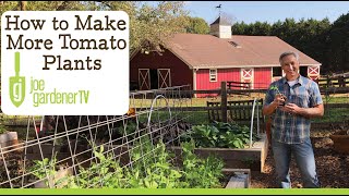 How to Make More Plants  Propagating Tomato Suckers [upl. by Mall]