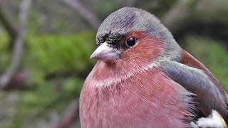 Chaffinch  Beautiful Birds on Display  Pinson des Arbres [upl. by Thormora919]