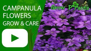 Campanula flowers plant  growing and care [upl. by Gass]