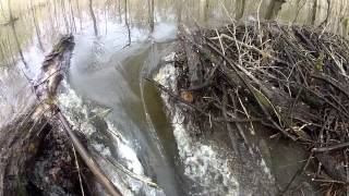 Opening Beaver Dam without Heavy Equipment in less than 30 minutes [upl. by Surovy]