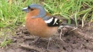 CHAFFINCH Calling amp Singing  Beautiful Birdsong  Fringilla coelebs [upl. by Reyam]