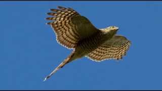 Sparrowhawk Bird Call Bird Song [upl. by Kiran850]