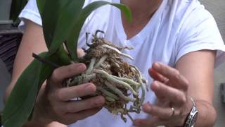 How To Replant Orchids [upl. by Walkling]