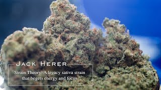 Jack Herer  Strain Theory [upl. by Primavera]