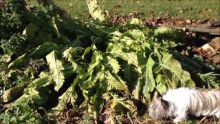 Growing and Harvesting Horseradish [upl. by Buhler382]