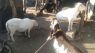 marino vilayati sheeps in hyd  hyderabadi goat [upl. by Hoban888]