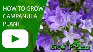 How to grow Campanula plant Bellflower plant [upl. by Macgregor113]