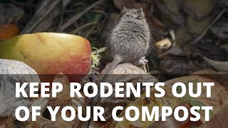 5 Tips to Keep Rodents Out of Your Compost [upl. by Sivolc131]