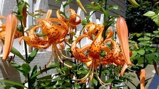 Tiger Lily  Gardening 101 by Dr Greenthumb [upl. by Amin230]