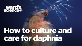 Caring and Culturing for Daphnia [upl. by Ellehsar]