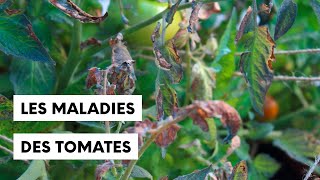 Les maladies des tomates [upl. by Aerahs323]