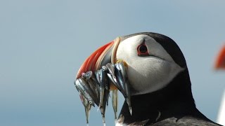 Puffins amp Seabirds Of The Beautiful Farne Islands UK [upl. by Elysee]