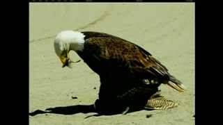 Eagle Versus Owl Caught On Camera in Parksville [upl. by Eidderf347]