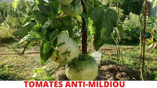 12 Variétés de TOMATES résistantes au MILDIOU [upl. by Il]