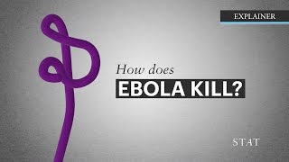 How Ebola Kills [upl. by Dnomsed37]