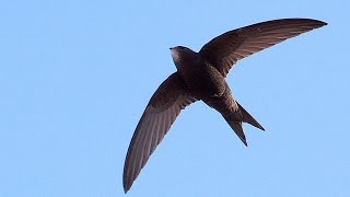 Call of Common Swift Birds [upl. by Marek]