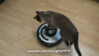 Cat shows HOW TO use iRobot Roomba Vacuum [upl. by Bartolemo]