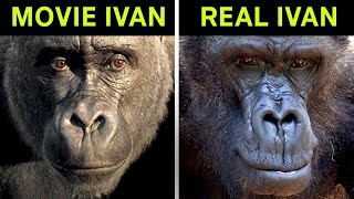 The One and Only Ivan vs the True Story of Ivan the Gorilla [upl. by Damick]