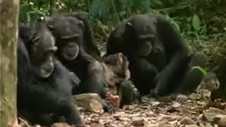 Baby Chimps Learn How To Climb  BBC Earth [upl. by Elinet]