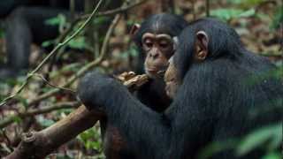 Chimpanzee Trailer  Official Disney  HD [upl. by Haile]