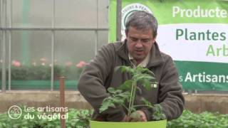 Comment planter des tomates en pots [upl. by Atnauqal670]