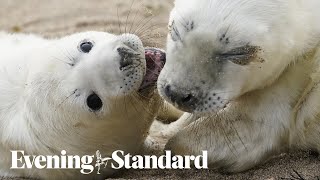 Seal pup census carried out on Farne Islands [upl. by Rosenzweig]