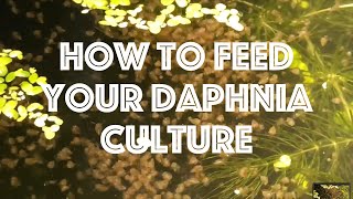 How To Feed Your Daphnia Culture [upl. by Twila500]