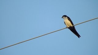 Swallow Bird Call Bird Song [upl. by Stryker]