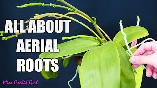 Orchid aerial roots  Why Orchids grow them what to do about them [upl. by Llener335]