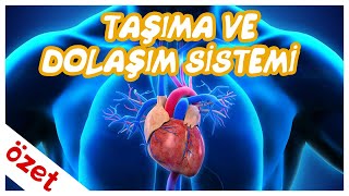 Taşıma ve Dolaşım Sistemi Özet  AYT Biyoloji [upl. by Asilana]