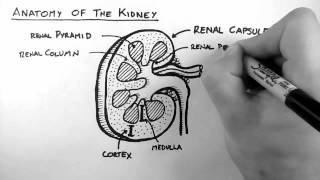 Renal Anatomy 1  Kidney [upl. by Temhem]