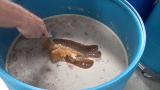 Turning crystalized honey into liquid easily [upl. by Nath]