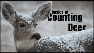 Basic Sampling Techniques  Counting Deer [upl. by Etana]