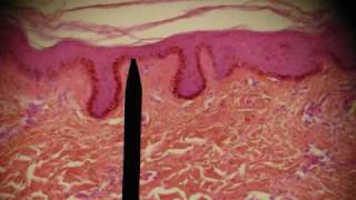 EPITHELIAL TISSUES HISTOLOGY ANATOMY Skin Intestine Professor Fink [upl. by Oznerol168]