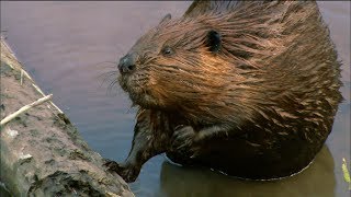 How Do Beavers Build Dams  Nature on PBS [upl. by Skye54]