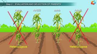 An Introduction To Plant Breeding [upl. by Perni]