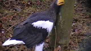 stellers sea eagle [upl. by Anerec411]