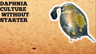 HOW TO CULTURE DAPHNIA NATURALLY WITHOUT A STARTER [upl. by Brody]