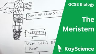 The Meristem  GCSE Biology  kaysciencecom [upl. by Chassin]