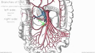 Superior Mesenteric Artery  Anatomy Tutorial [upl. by Lisandra91]