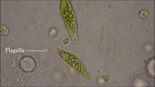 Euglena  The Flagellate [upl. by Noret]