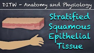 DITW  Stratified Squamous Epithelial Tissue [upl. by Eiramannod]