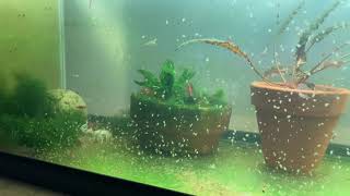 Daphnia Culturing Snails or no snails [upl. by Adriell341]