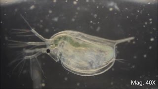 Daphnia magna under the Microscope [upl. by Niboc]