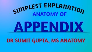 APPENDIX  ANATOMY [upl. by Rayburn]