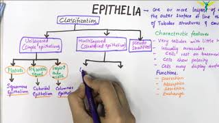 EPITHELIUM  Classification  Basic Histology [upl. by Rorrys]