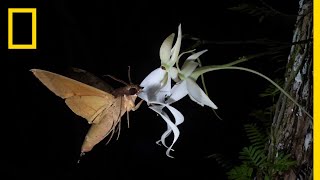 Rare Ghost Orchid Has Multiple Pollinators  Short Film Showcase [upl. by Alyehs]